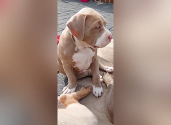 American Bully X Welpe
