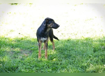 DARCY - der aktive und neugierige junge Rüde möchte die Welt mit DIR erkunden
