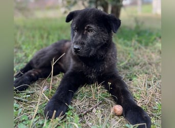 Hachiko, geb. ca. 01/2025, lebt in GRIECHENLAND, auf einer privaten Pflegestelle