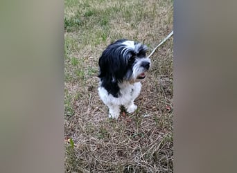 RESERVIERT!!!! Verspielte CARINA (Bichon-Havaneser-Mix) sucht ihr Für-immer-Zuhause!