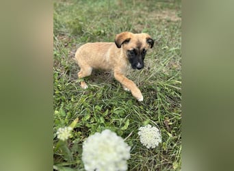 Chip 245944: Hundekind sucht ein Zuhause