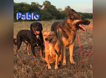 Pablo, 11/19 - ausgeglichener, lieber Rotti-Mix sucht erfahrene Familie