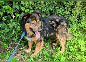 Bildhübscher *JARO* - ist eine Seele von Hund