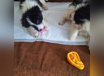 Kleiner Loki sucht ein Zuhause