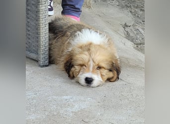 Kleiner Hundebub Chico