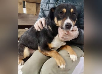 Franjo sucht warmes & liebevolles Zuhause