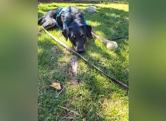 Günni - ein besonderer Hund sucht seine Menschen