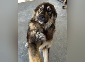Aramis ❤️ liebevoll aufgeweckter Jungrüde
