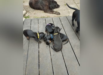 Wunderschöne Dackelwelpen Black-Tan