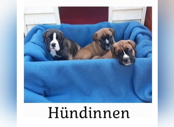 Kräftige BoxerWelpen (barfen + Natur Ernährung)
