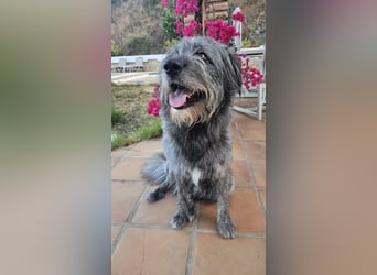 Balou wartet auf sein Für-Immer-Zuhause