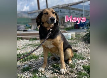 Maya, 07/20 - Traumhündin sucht Zuhause