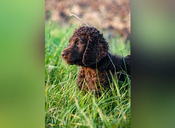 Irish Water Spaniel Welpen / Nichthaarend / FCI - VDH Zucht