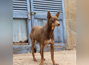 Manolito ist Liebenswürdigkeit in Hundegestalt