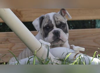 Freiatmige Bulldoggenwelpen Abgabebereit