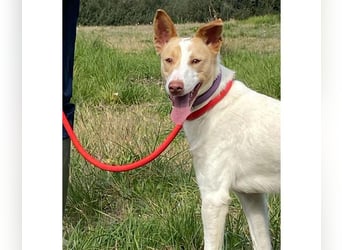 Fröhlichere WILLY mit einem Herzen aus Gold-freundlich zu Hund und MEnsch, läuft gut an der Leine