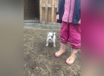 Australian Cattle Dog Rüde