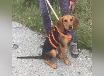 Ellie, eine wunderschöne und liebe Welpine sucht ihre Menschen