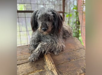 BUBBLE - Freundlicher Puli-Mix, rundum verträgllich