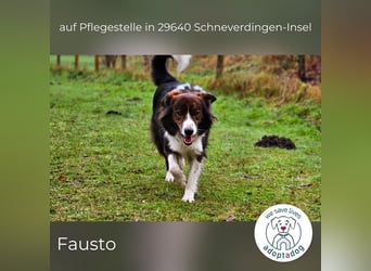 Fausto: sucht ein erfahrenes Zuhause in 29640 Schneverdingen/D