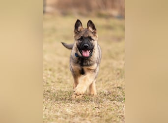 Verspielter Floppi sucht aktives Zuhause