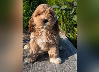 Wunderschöne Cockapoo-Welpen