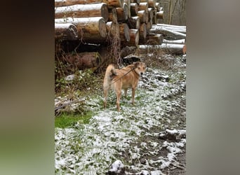 ♥JOSY♥ verliert ihr Zuhause in Grevenbroich - so menschenbezogene und sanfte Schönheit 50 cm