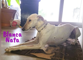 Blanca Nata 10/2023 (in Deutschland) - aufgeschlossene und unkomplizierte Traumgalga!