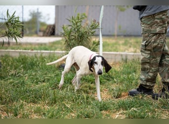 Mila - sanftes Jagdhundherz sucht sportliches Zuhause
