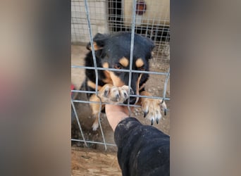 Süße Shiva sucht ihre Kuschelpartner