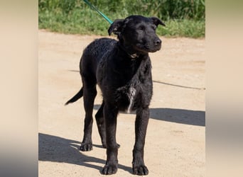 Feri, hat das Zeug für einen tollen Familienhund