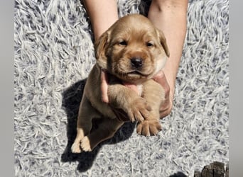 Edle Labrador Welpen (Schwarz/Foxred/Creme) mit Ahnentafel, Nachkommen von Champions