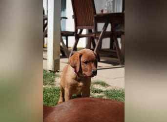 Labrador Retriever Foxred/ Dark Foxred - Therapie-, Assistenz-, Familienhunde