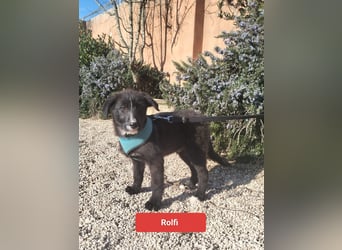 süßer Rolfi sucht sein Zuhause