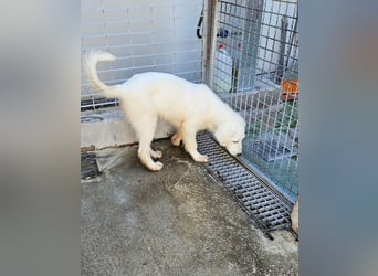 Lars: seine Hobbys: spielen, toben, kuscheln