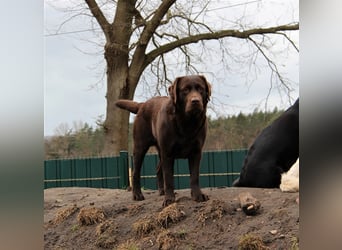 Unsere bildhübschen, vitalen Labradorwelpen sind gelandet!