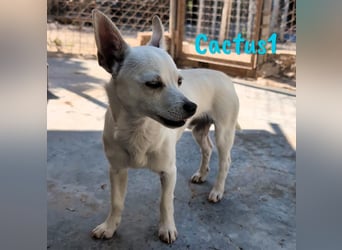 Cactus1 01/2024 (ESP) - verspielter, kleiner Chihuahua-Mix!