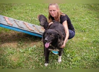 FRIEDA – sanfte Hündin sucht ihr ruhiges Zuhause