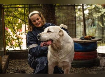 BALDOIN - der freundliche und aufgeschlossene Rüde sucht Menschen mit Hundeerfahrung