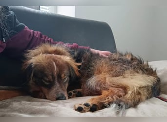 Napoleon auf Pflegestelle in 77776 Bad Rippoldsau