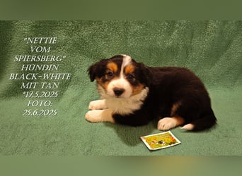 Border Collie-Welpen , black-,choco-,red-white und red-,black-merle