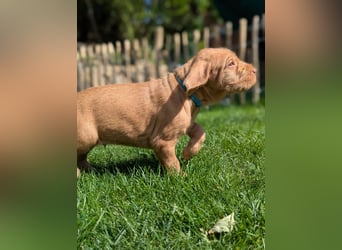 Ungarisch-Drahthaar-Welpen (UD) - Magyar Vizsla