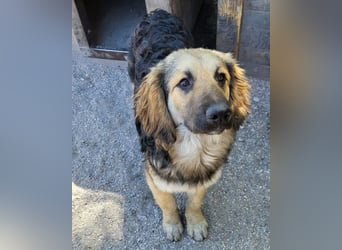 Julio ❤️ sozialer Jungrüde sucht dich!