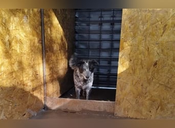 Kora - arme schüchterne Maus