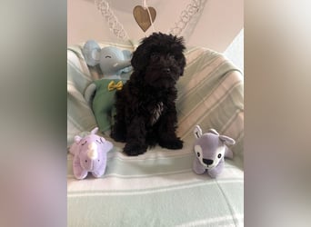 Wunderschöne Maltipoo Welpen zu verkaufen noch 2x Rüden frei