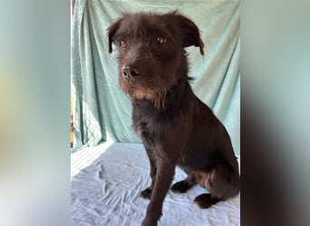 ❤️ RANDY mit den traurigen Augen - 1 Jahr, 45cm/15kg - Schnauzer-Mix