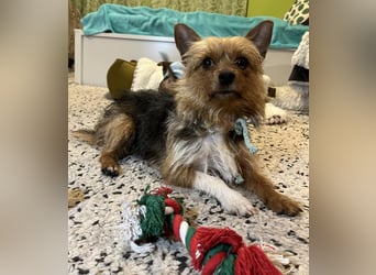 Betty, liebe und verschmuste Yorki-Mix-Hündin, geb. 12/2022