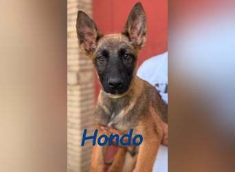 Hondo 11/2024 (ESP) - verspielter Malinois-Schäferhund-Mix Welpe!