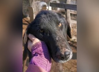 Vigor - sanfter Hundemann mit langen Beinchen