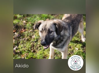 Akido – Sportskanone sucht Zuhause